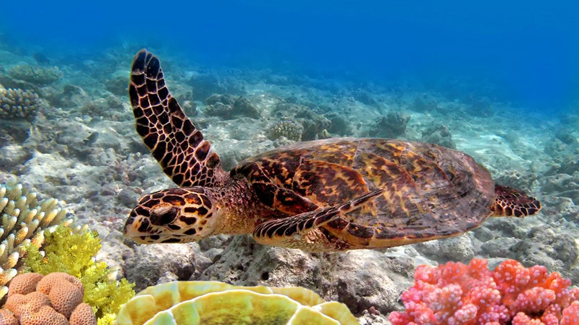 Holiday home Kahana Reef 203